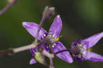 Climbing nightshade